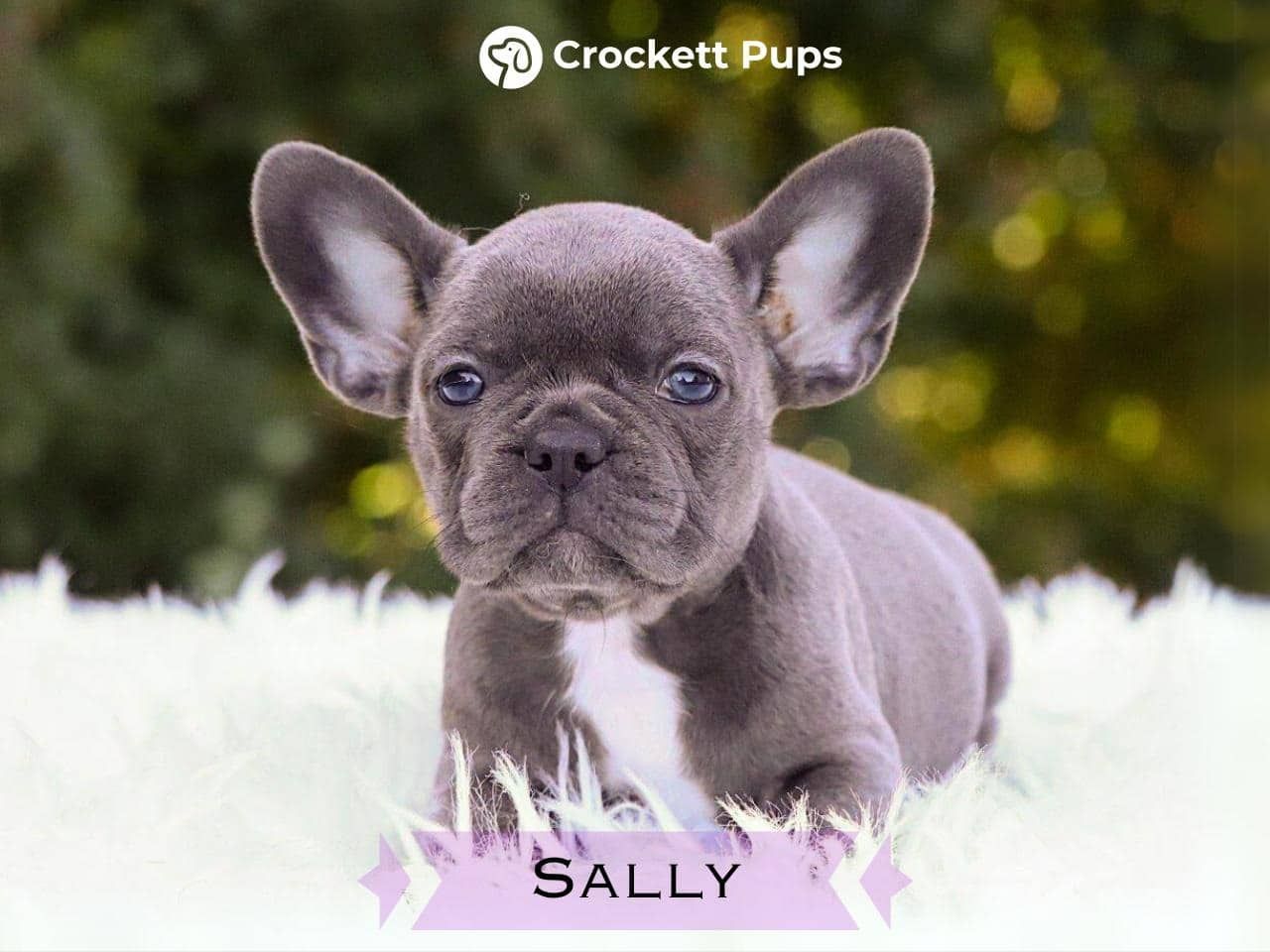 Female Frenchton Pup - Sally