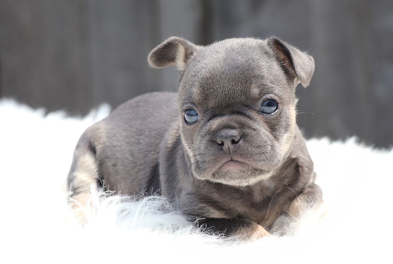 Male Frenchton Pup - Francis