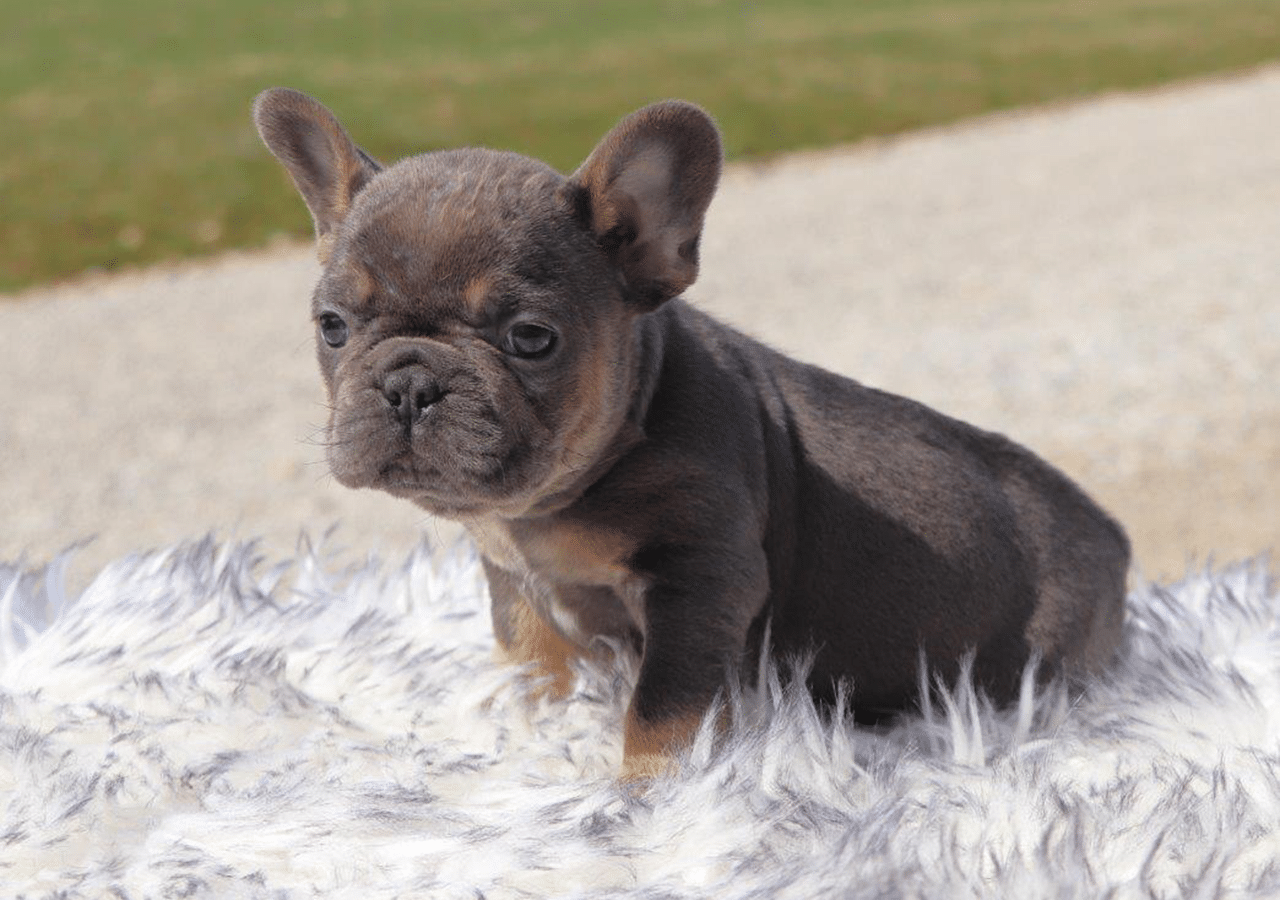Male Frenchton Pup - Frank