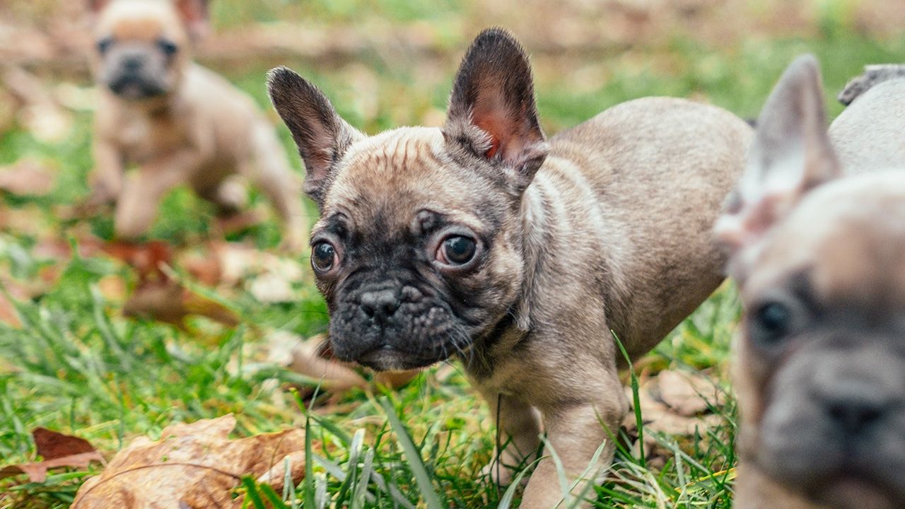 Frenchton Truffle playing
