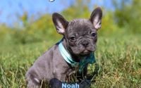Male Frenchton Pup - Noah