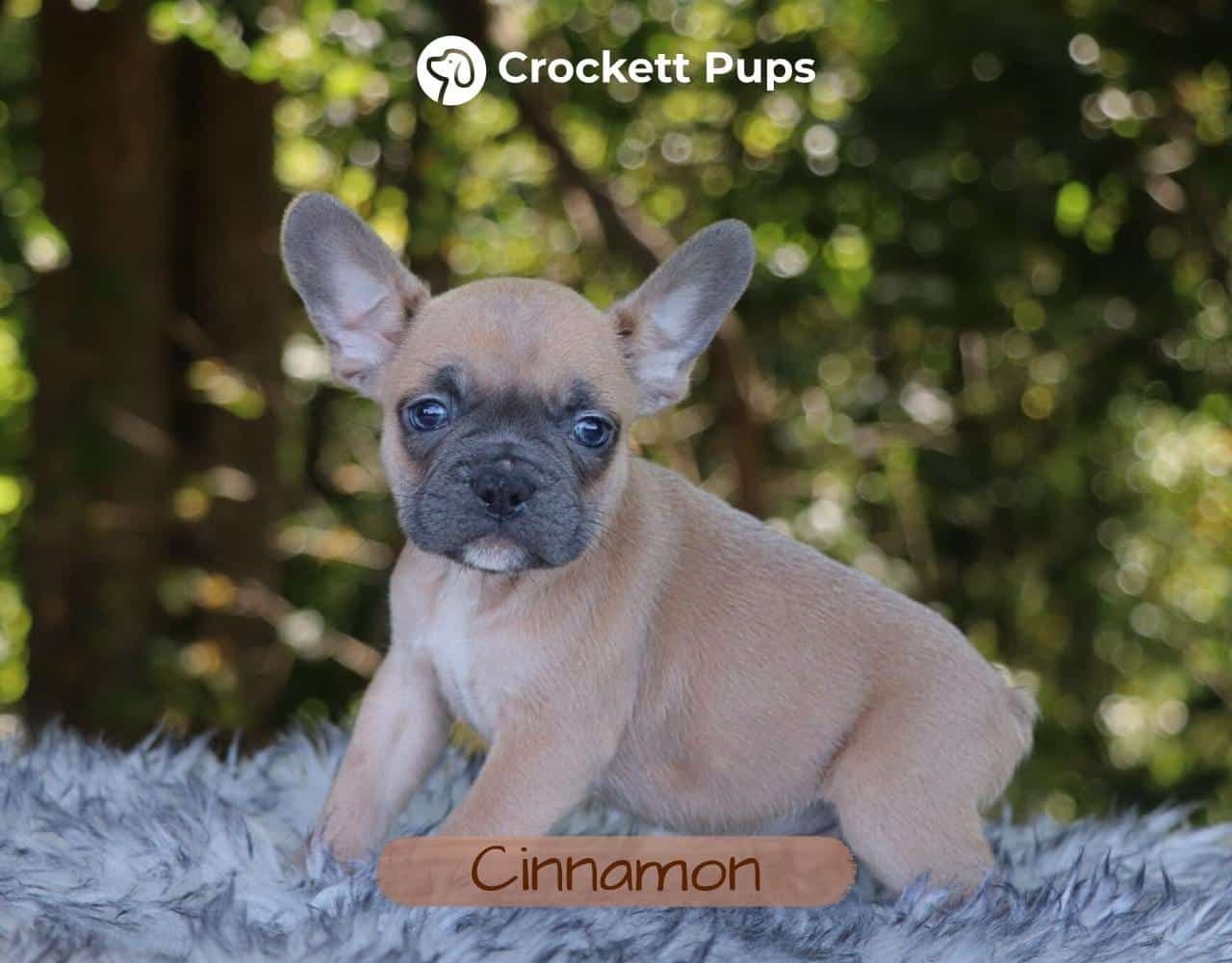 Male Frenchton Pup - Cinnamon