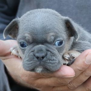 Blue Frenchton Pup