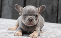 Female Frenchton Pup - Isobel