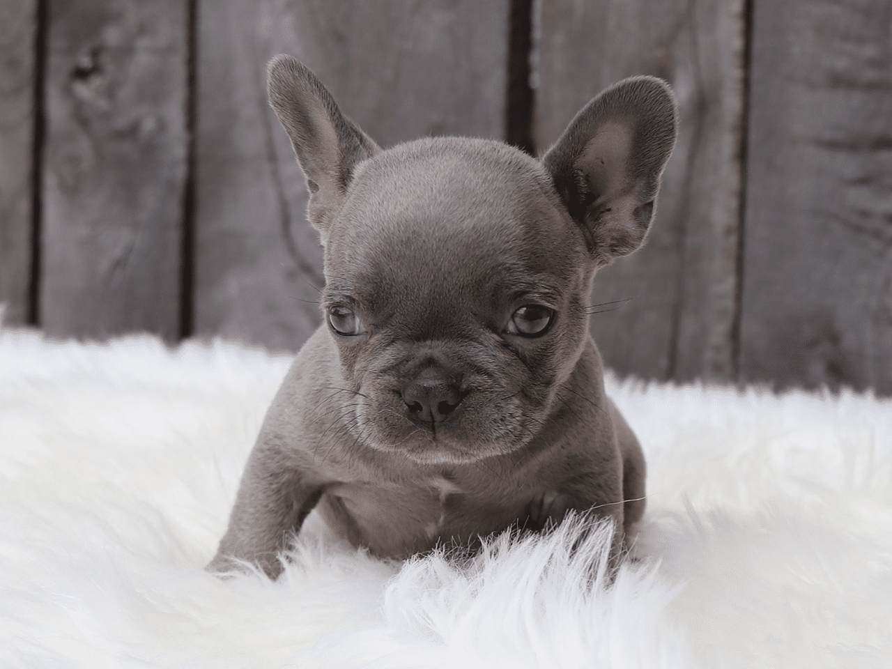 Male Frenchton Pup - Joshua