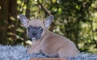 Male Frenchton Pup - Cinnamon