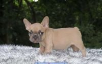 Male Frenchton Pup - Clover