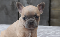 Female Frenchton Pup - Gladys