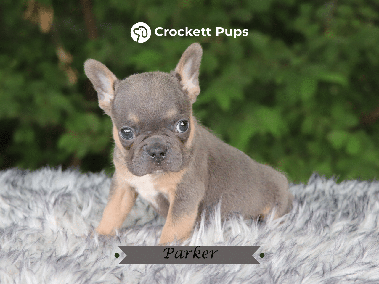 Male Frenchton Pup - Parker