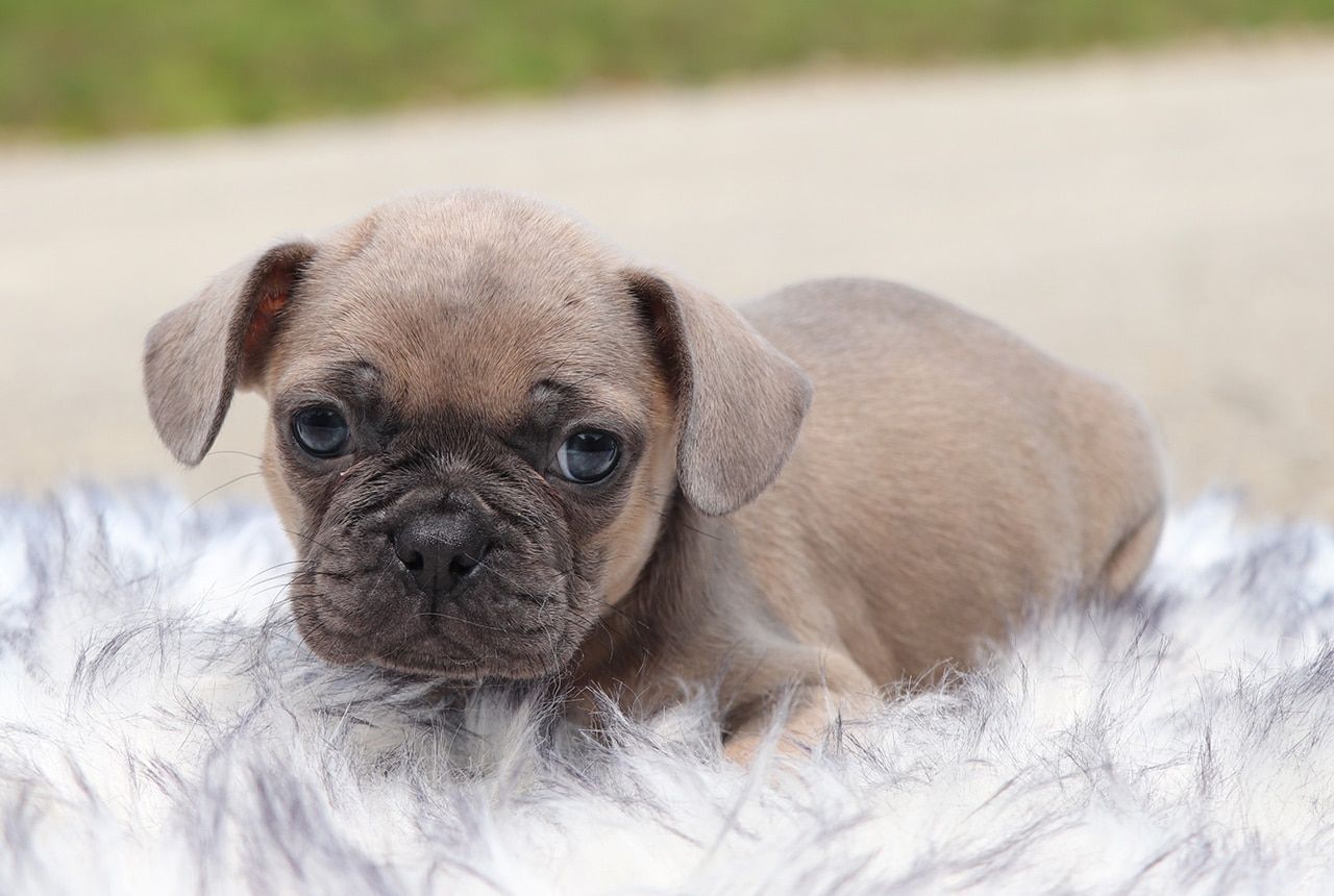 Male Frenchton Pup - Hancock