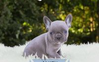 Male Frenchton Pup - Jakey