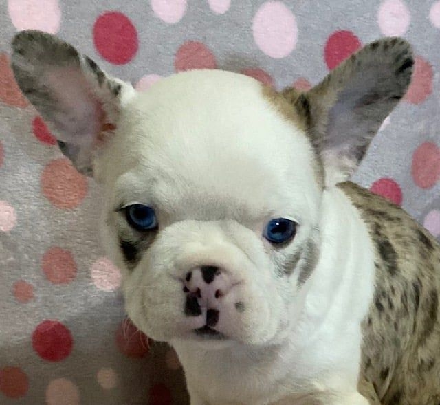 Female Frenchton Pup - Sapphire