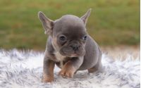 Female Frenchton Pup - Gigi