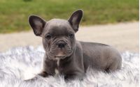 Male Frenchton Pup - Paul
