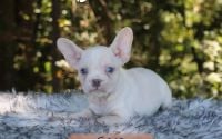 Male Frenchton Pup - Sage