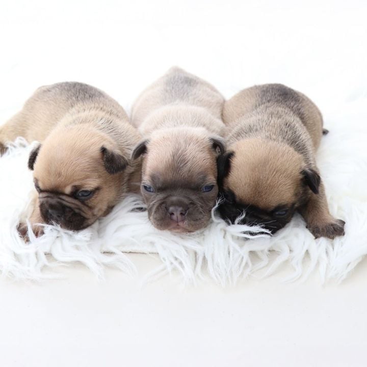 Frenchton Size and Weight Chart by Age
