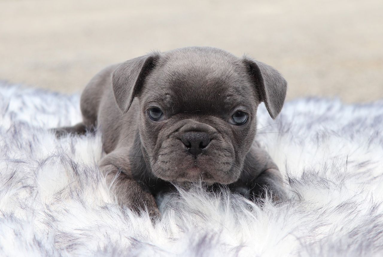 Male Frenchton Pup - Silas