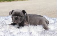Male Frenchton Pup - Silas