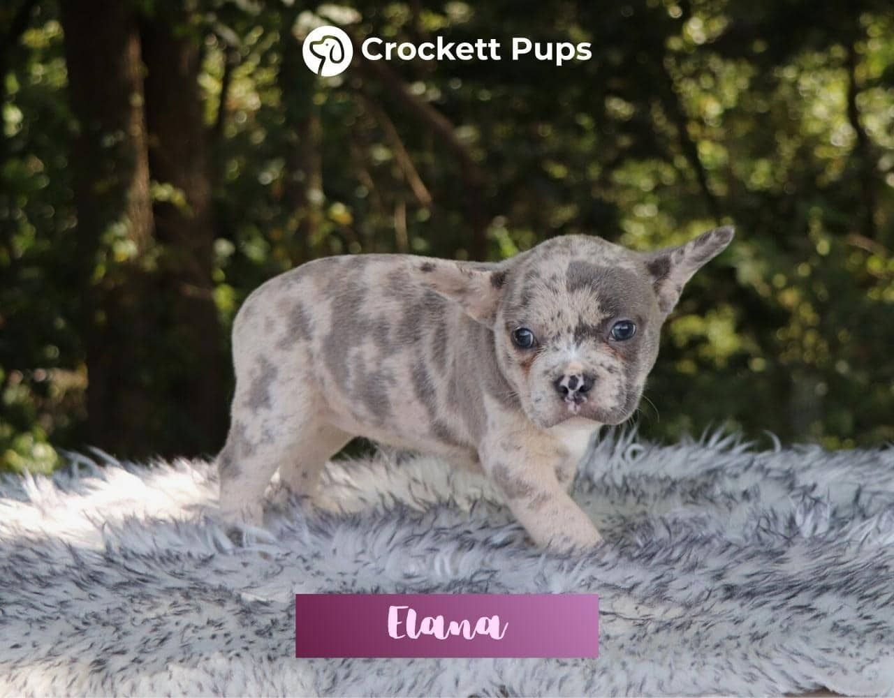 Female Frenchton Pup - Elana