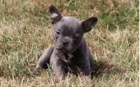 Female Frenchton Pup - Lucy