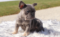 Female Frenchton Pup - Milly