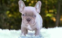 Male Frenchton Pup - Joey