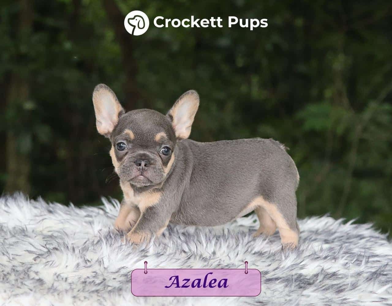Female Frenchton Pup - Azalea
