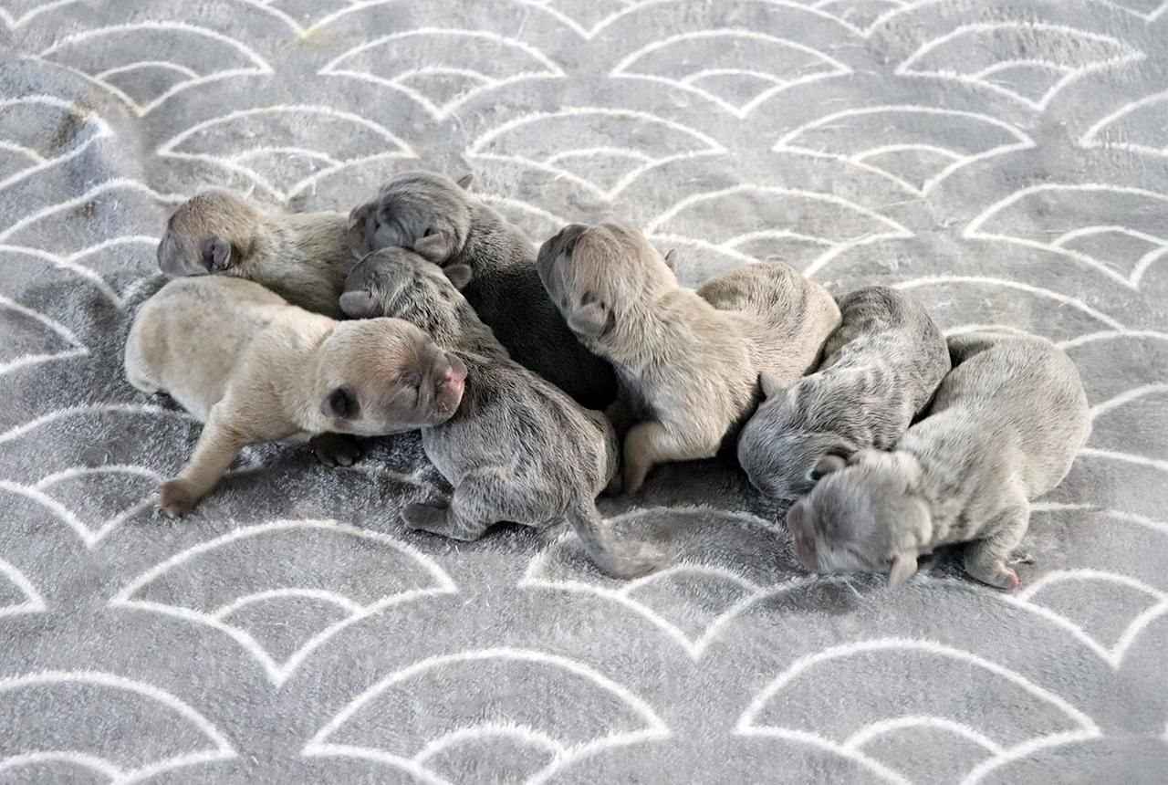 Frenchton Pups - Born June 29, 2025