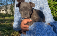 Male Frenchton Pup - Callum