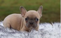 Male Frenchton Pup - Hugo