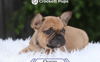 Male Frenchton Pup - Ocean