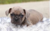 Male Frenchton Pup - Hancock