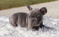 Female Frenchton Pup - Milly
