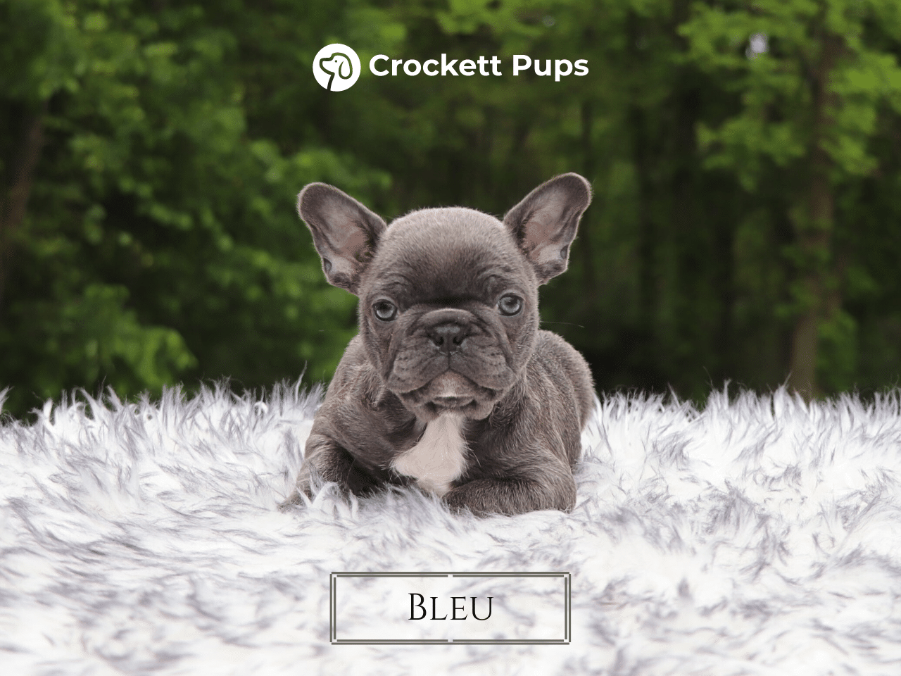 Male Frenchton Pup - Bleu