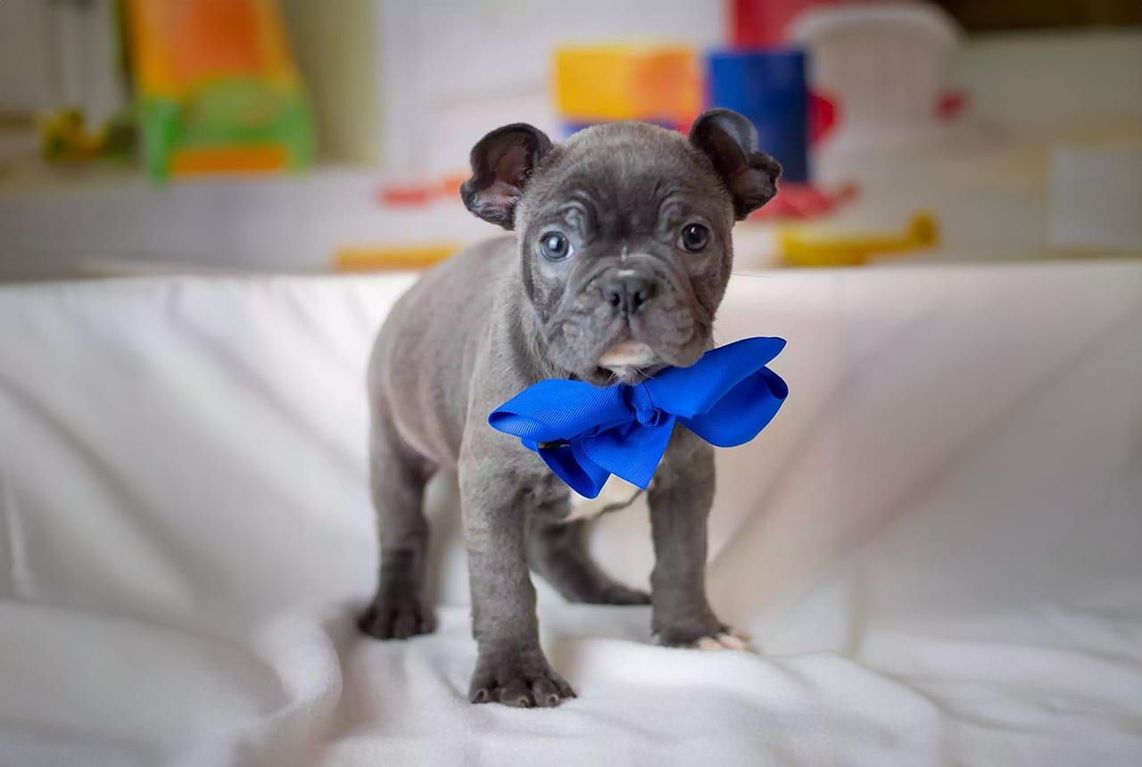 Frenchton - Phil