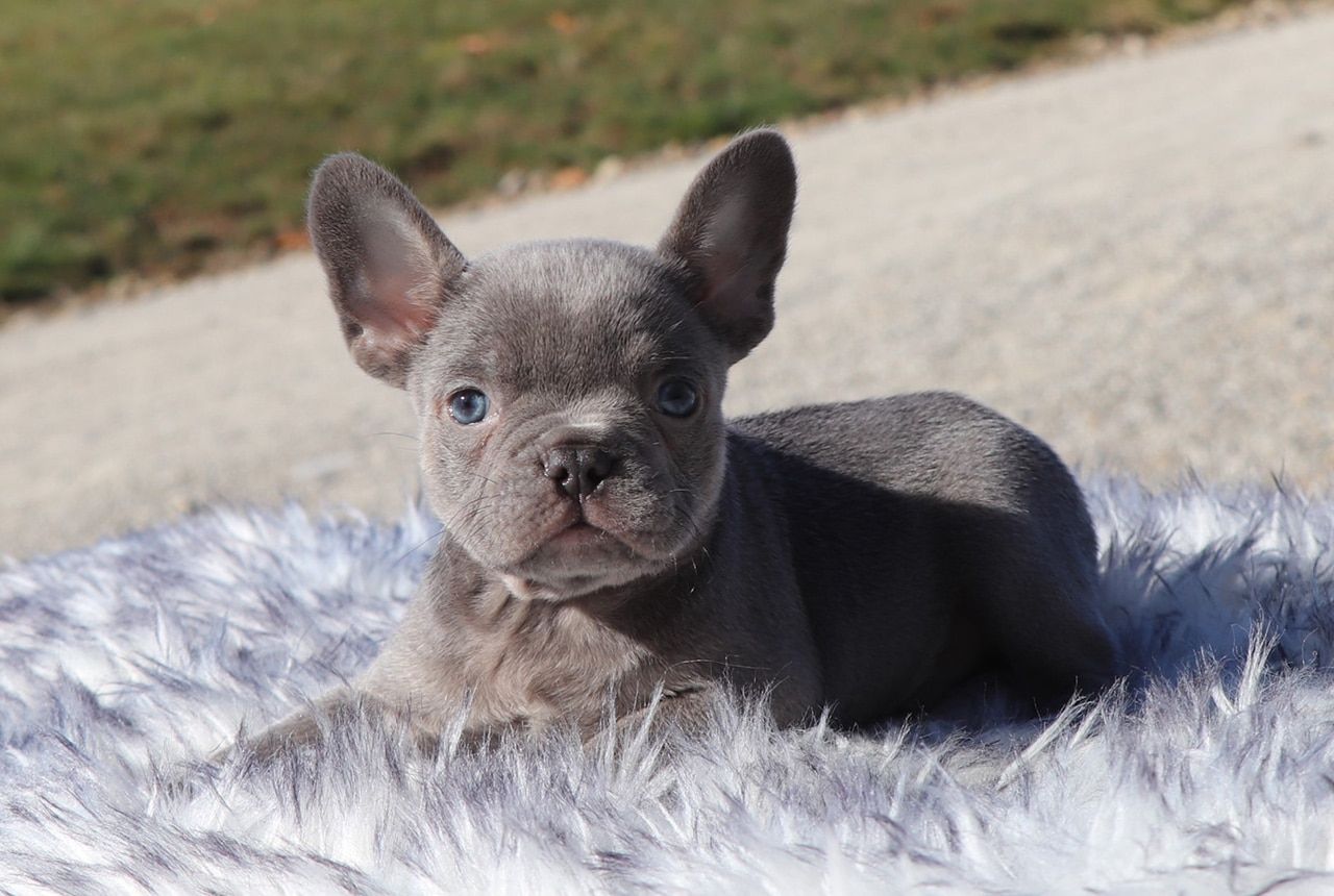 Male Frenchton Pup - Chestnut