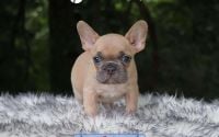 Male Frenchton Pup - Clover