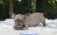 Male Frenchton Pup - Huckleberry