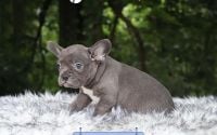 Male Frenchton Pup - Rye