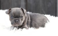 Male Frenchton Pup - Francis