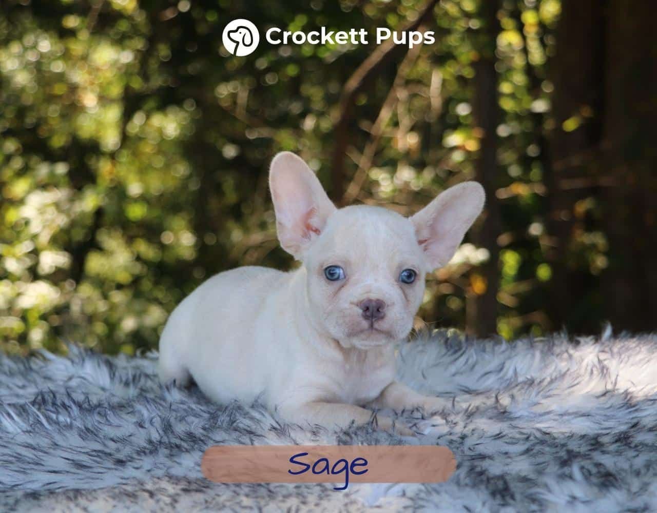 Male Frenchton Pup - Sage