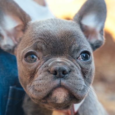Adorable Frenchton Puppy