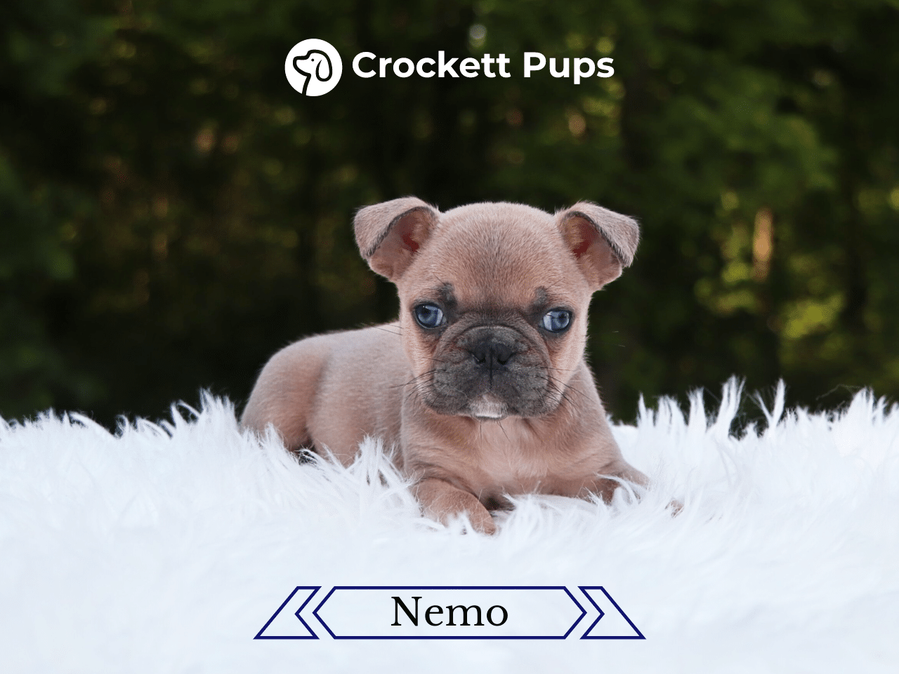 Male Frenchton Pup - Nemo