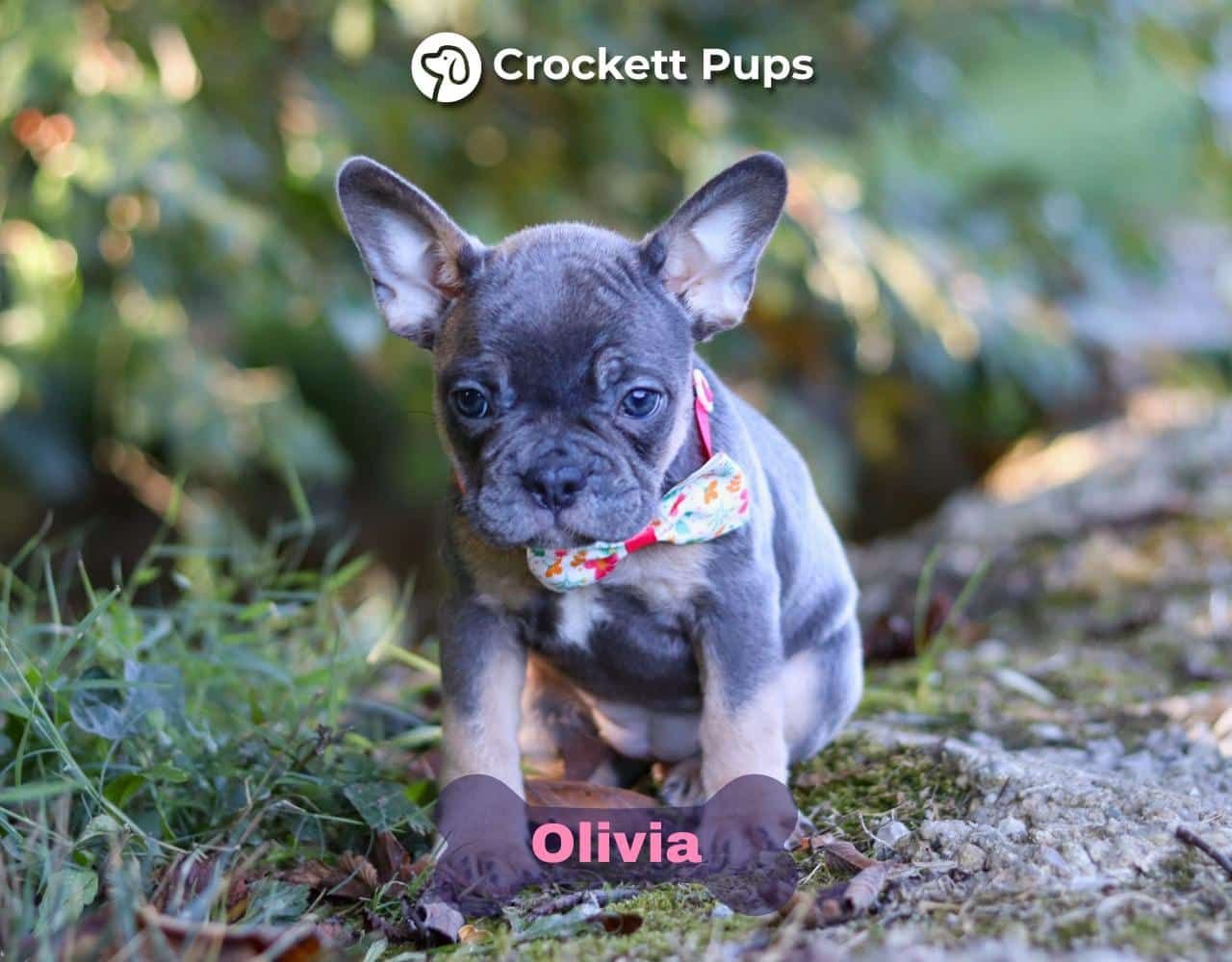 Female Frenchton Pup - Olivia