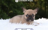 Male Frenchton Pup - Sand