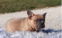 Female Frenchton Pup - Snowdrop