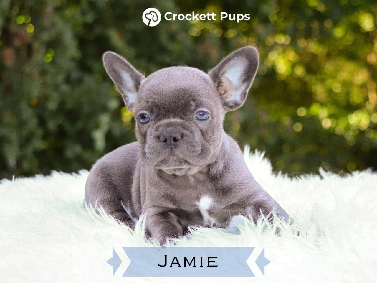 Male Frenchton Pup - Jamie