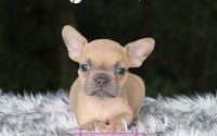 Female Frenchton Pup - Poppy