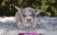 Female Frenchton Pup - Elana