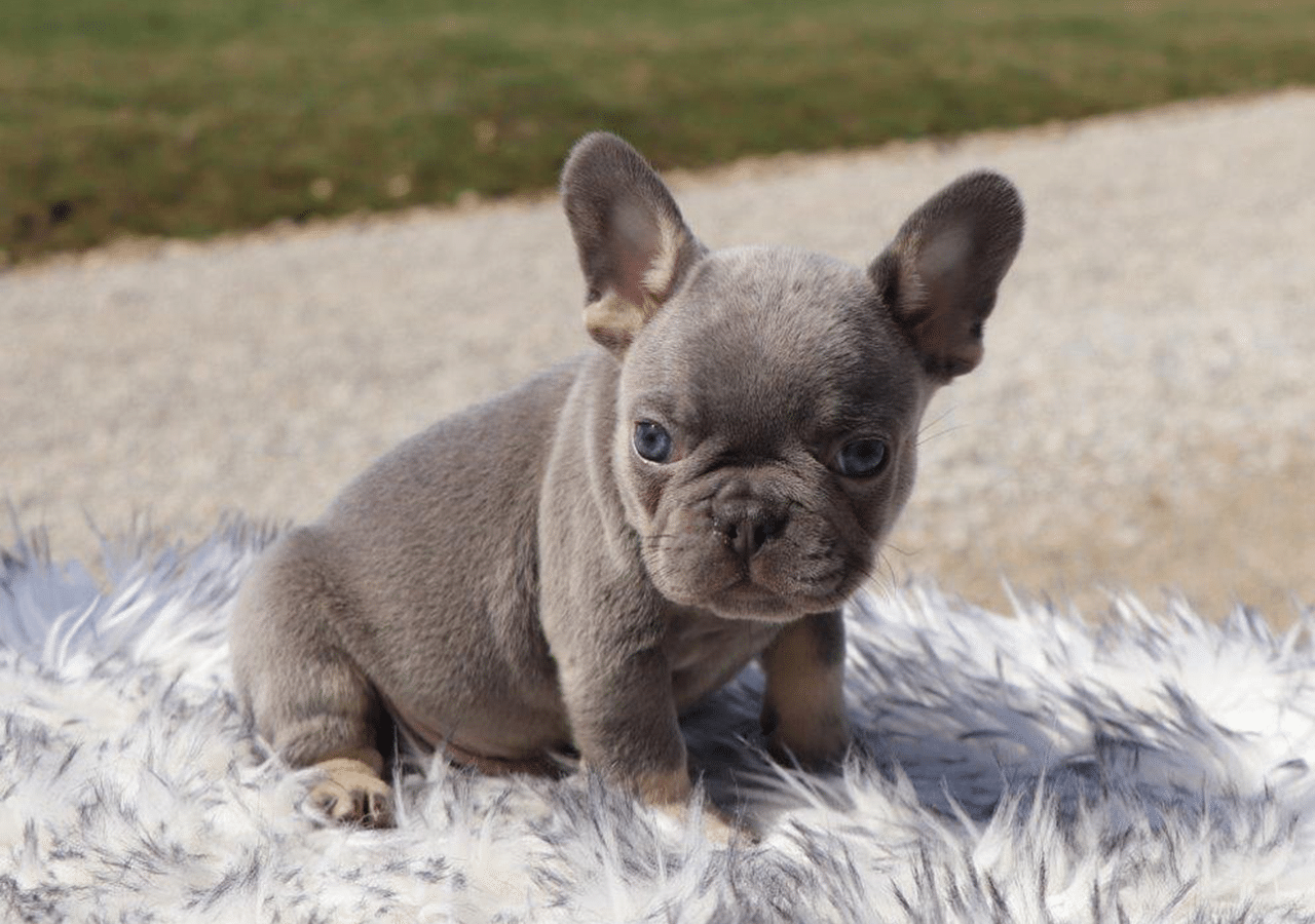 Male Frenchton Pup - Ephraim